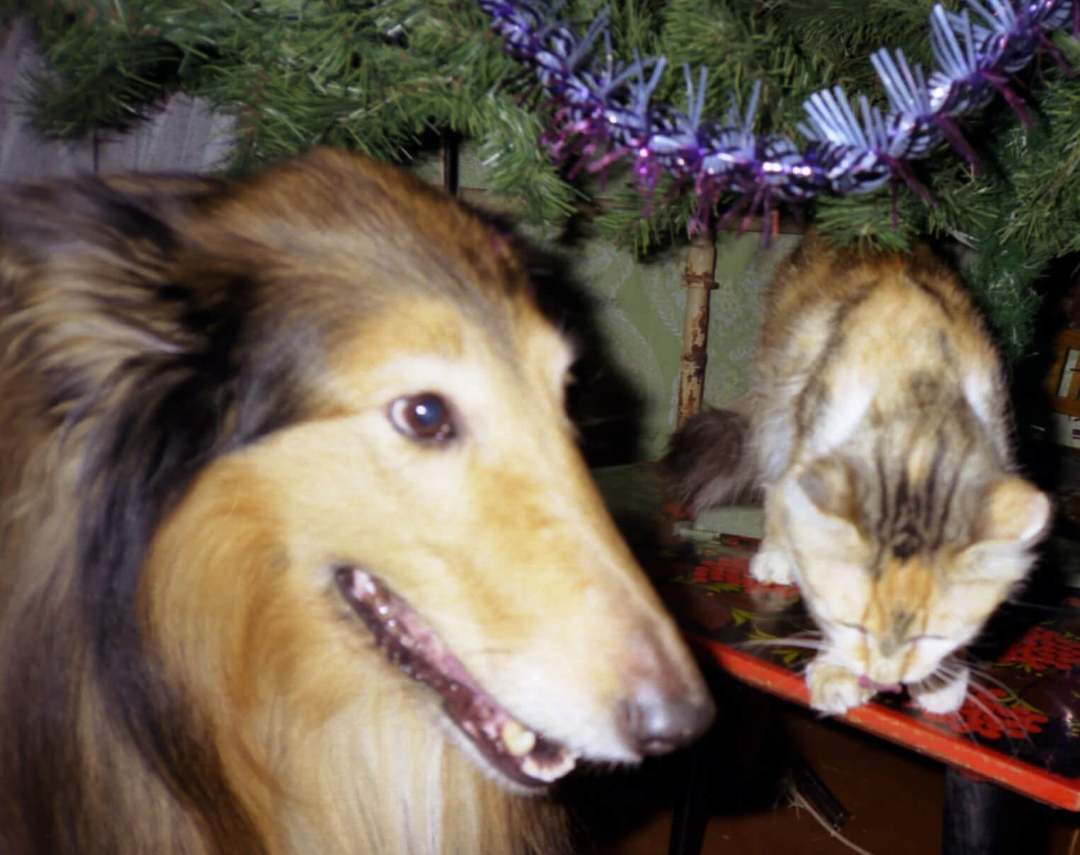 Original Noisy Portrait