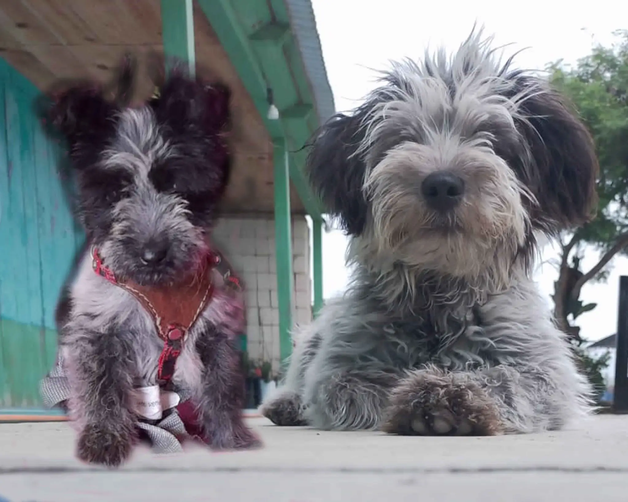 Original Blurry Landscape