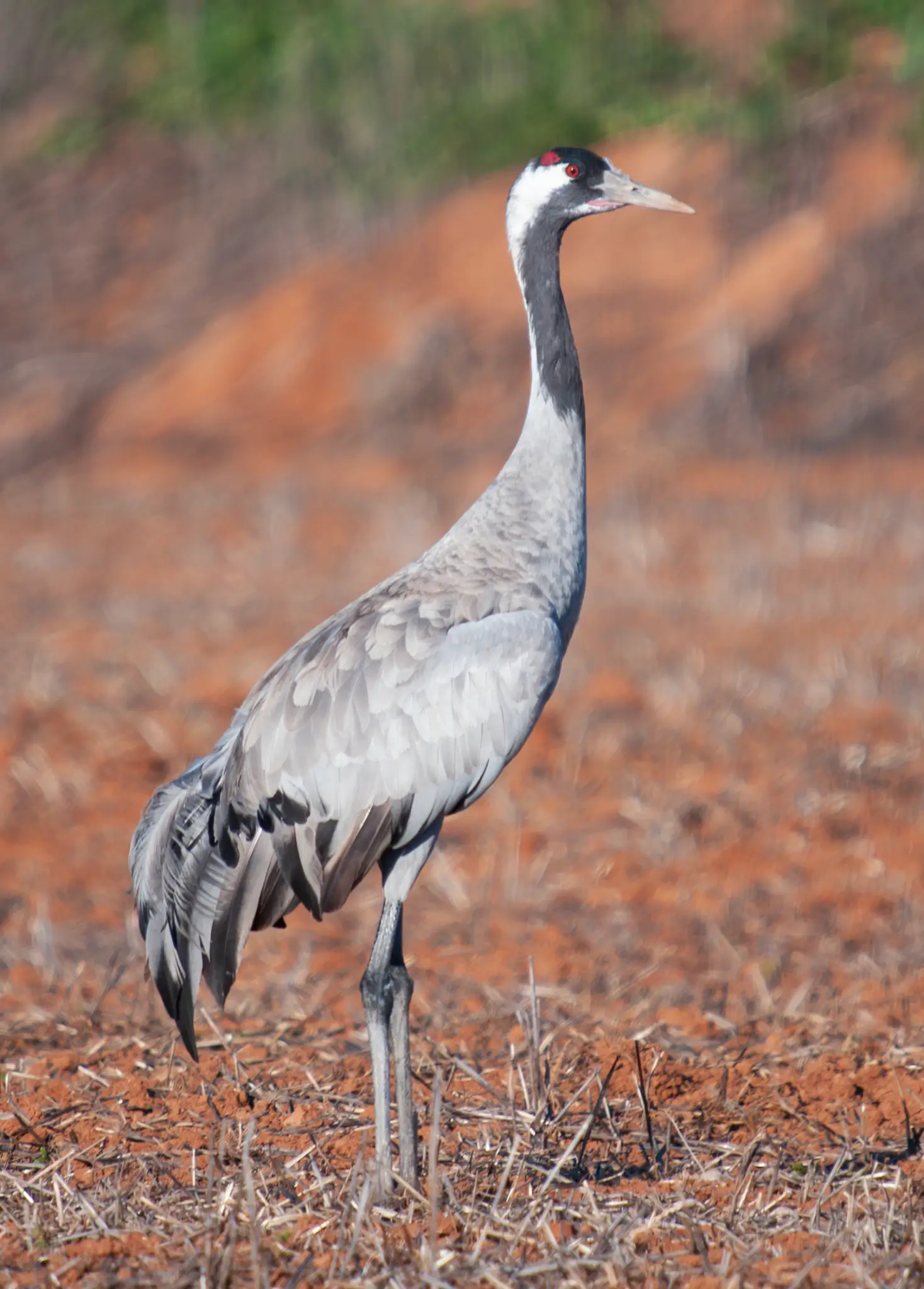 Original Blurry Portrait