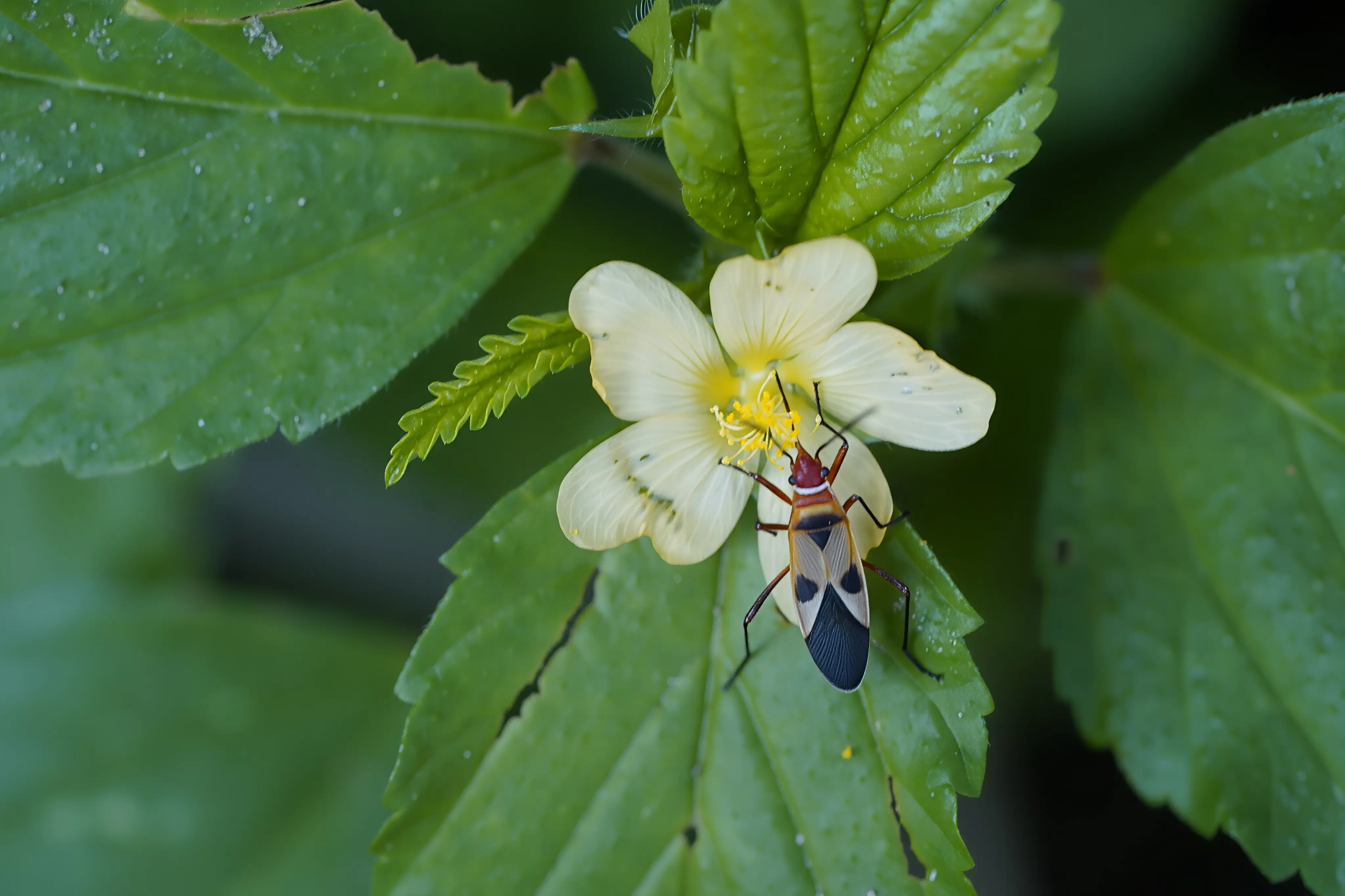 Clear Focused Portrait